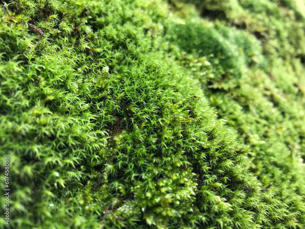 Detailaufnahme von grünem Moos in einem Wald Detailaufnahme von grünem Moos in einem Wald