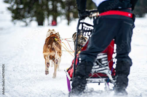 Sled dog scene during a competition