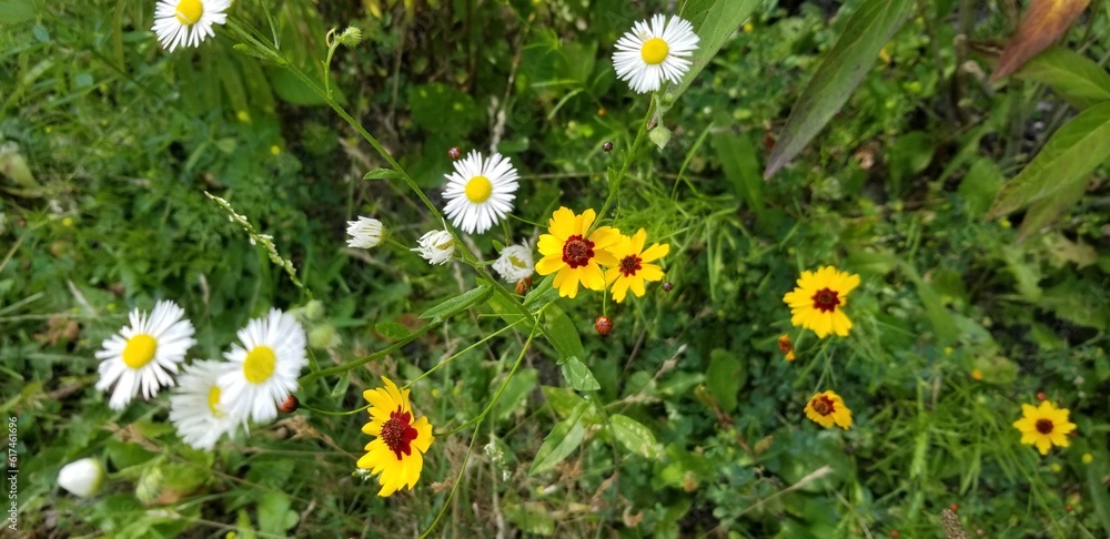 Fototapeta premium yellow flowers