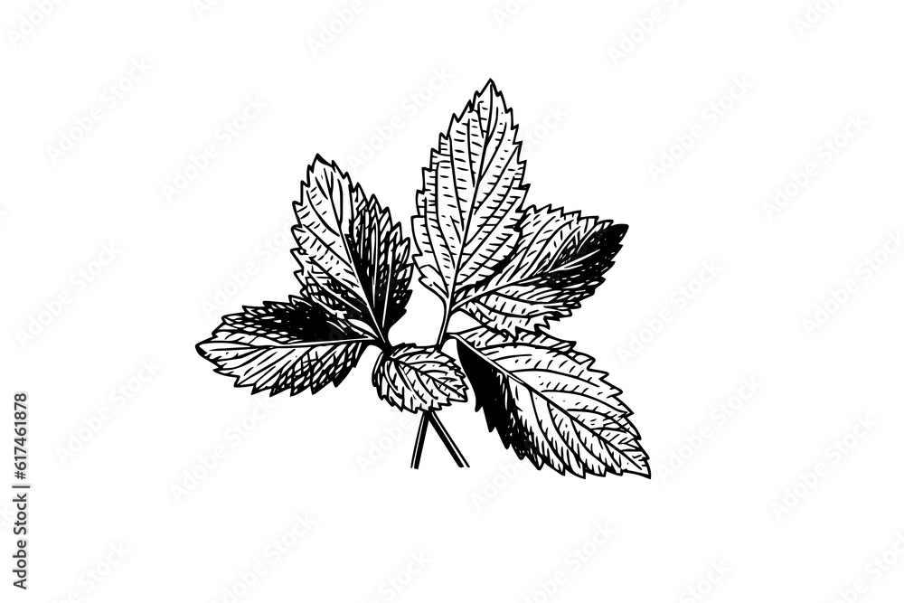 Peppermint sketch. Mint leaves branches and flowers engraving style vector illustration - obrazy, fototapety, plakaty 