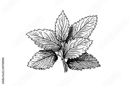 Peppermint sketch. Mint leaves branches and flowers engraving style vector illustration