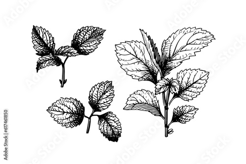 Peppermint sketch. Mint leaves branches and flowers engraving style vector illustration