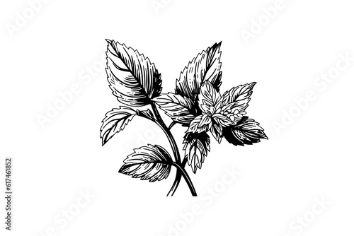 Peppermint sketch. Mint leaves branches and flowers engraving style vector illustration