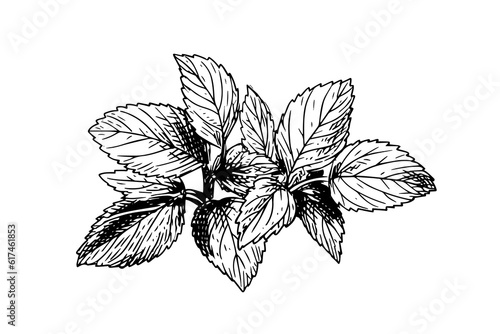 Peppermint sketch. Mint leaves branches and flowers engraving style vector illustration