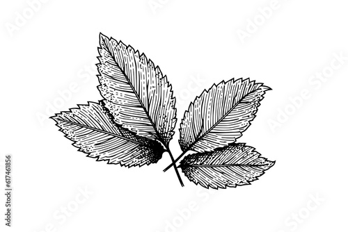 Peppermint sketch. Mint leaves branches and flowers engraving style vector illustration
