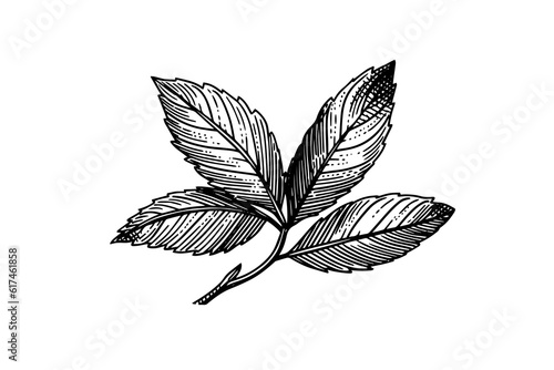 Peppermint sketch. Mint leaves branches and flowers engraving style vector illustration
