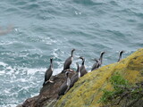 Vögel am Meer in Neuseeland auf einem Stein