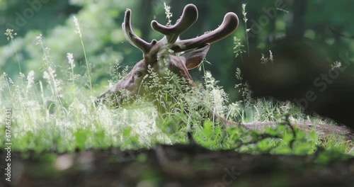 European fallow deer (Dama dama) with velvet antlers resting on the forest floor until he gets spooked, jumps and runs away. There are swarms of flies on its antlers. photo