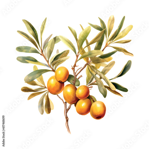 Argan branch watercolor in vintage style on white background.