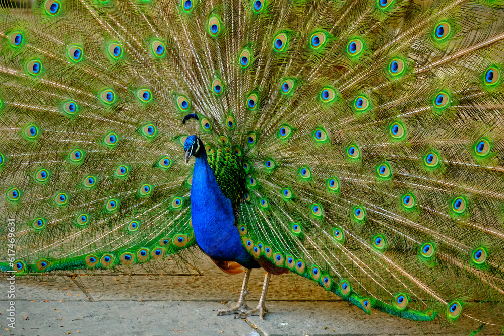 Obraz premium Les couleurs du Paon