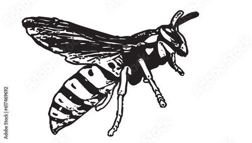vector of insect photo