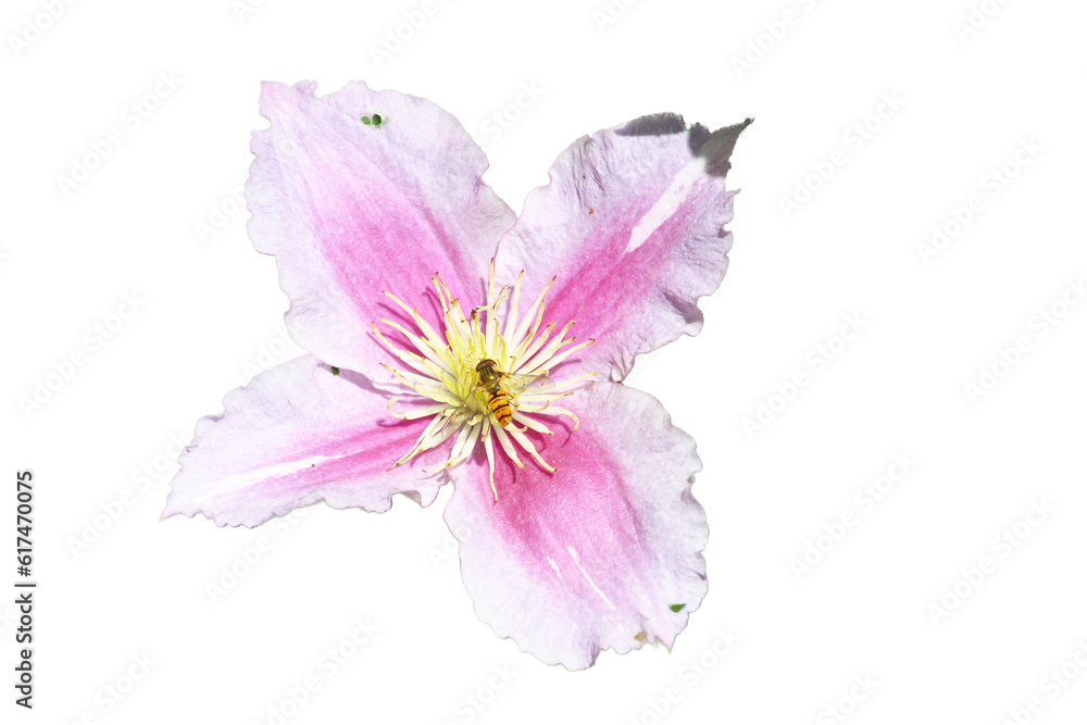 Naklejka premium clematis flower (Clematis)