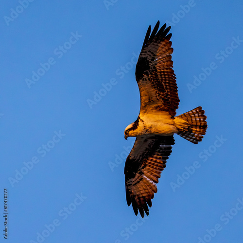 A lone osprey in the sky during sunset with a blue sky background photo