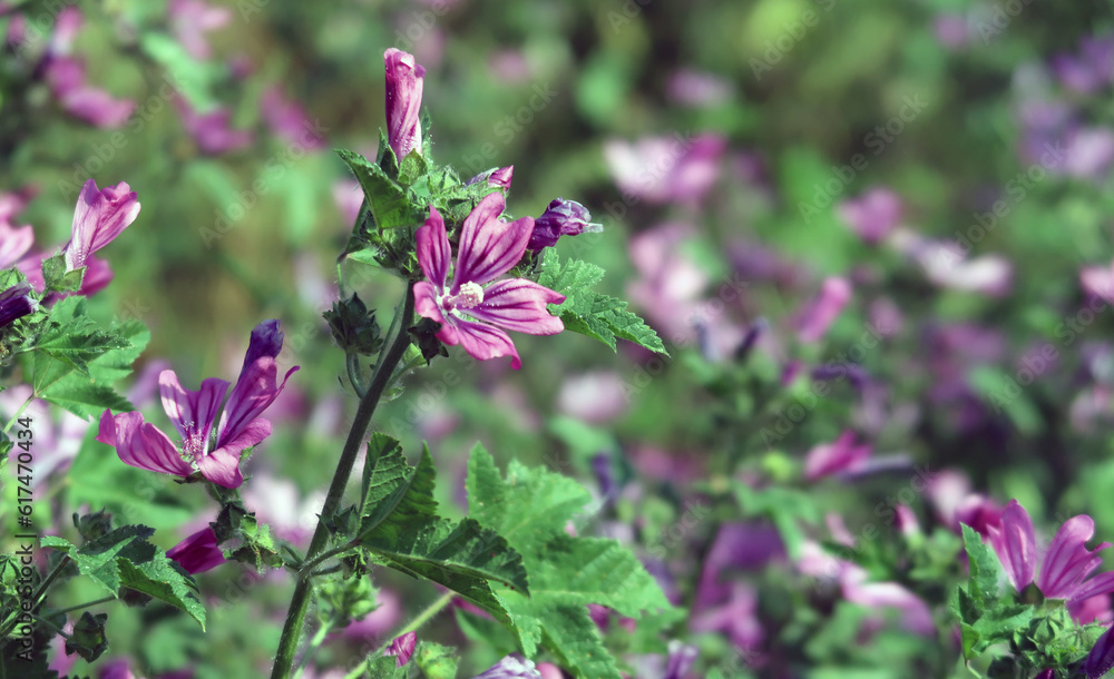 Wilde Malve - mallow - Malva silvestris Wilde Malve - mallow - Malva silvestris