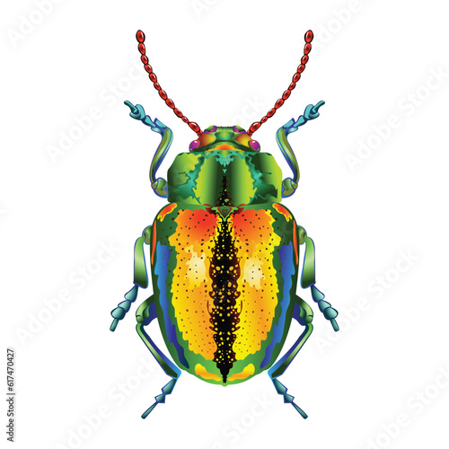 Vector Cartoon Dogbane beetle Character isolated illustration