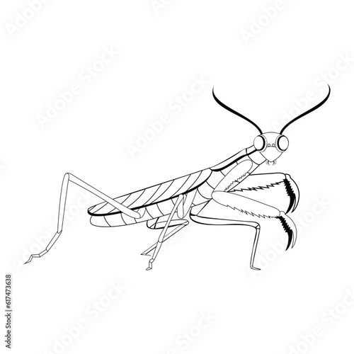 Vector Cartoon praying mantis Character isolated illustration