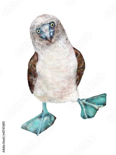 Fotografija Blue-footed booby