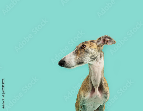 Profile brindle greyhound dog looking away. Isolated on blue green background