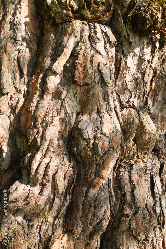 Die Tokstad Kiefer, Tokstadfurua steht am Pilgerweg Olavsweg, Gudbrandsdalsleden und stammt aus dem Jahr 1516.Der Baum ist eine Pilgerkiefer. Es gibt eine Wallfahrt von der Veldre Kirche zur Kiefer Die Tokstad Kiefer, Tokstadfurua steht am Pilgerweg Olavsweg, Gudbrandsdalsleden und stammt aus dem Jahr 1516.Der Baum ist eine Pilgerkiefer. Es gibt eine Wallfahrt von der Veldre Kirche zur Kiefer