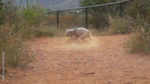 Dog runs after and retrieves ball in slow motion on dirt road