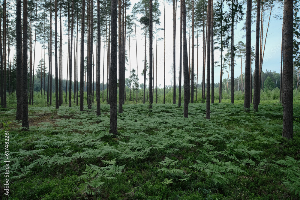 Obraz premium Pine trees in a forest in springtime. Natural background. Fern covered forest ground