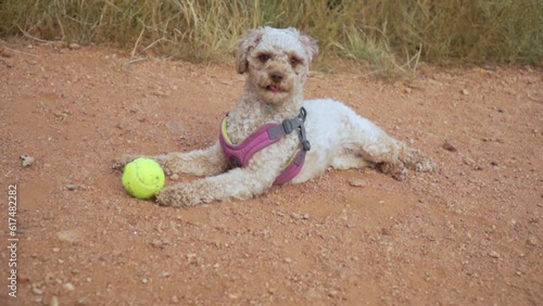 Dog sits panting with tennis ball in harness on dirt road