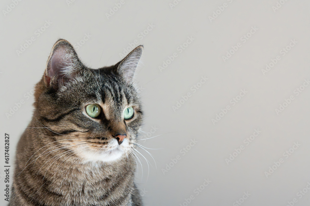 Tabby cat looks away. Close up portrait of cute pet. Copy space. High quality photo