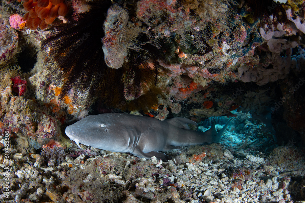 A Brownbanded bamboo shark, Chiloscyllium punctatum, rests on a coral reef in Komodo National