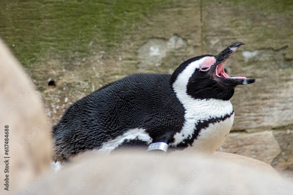 Obraz premium Pinguino