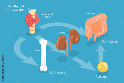 3D Isometric Flat Vector Conceptual Illustration of Parathyroid Hormone And Calcium Metabolism, Human Endocrine System photo