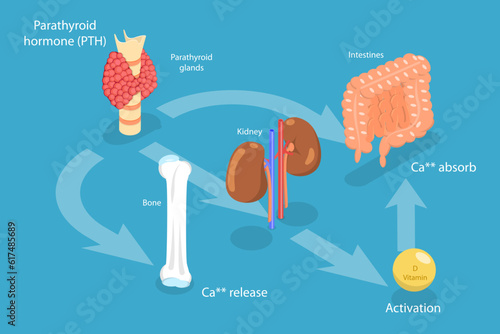 3D Isometric Flat Vector Conceptual Illustration of Parathyroid Hormone And Calcium Metabolism, Human Endocrine System
