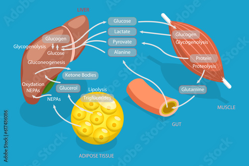 3D Isometric Flat Vector Conceptual Illustration of Gluconeogenesis Metabolic Pathway, Biochemical Process photo