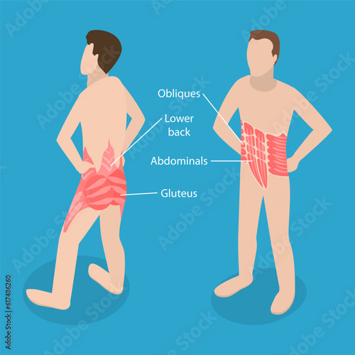 3D Isometric Flat Vector Conceptual Illustration of Core Muscle Anatomy, Labeled Educational Scheme