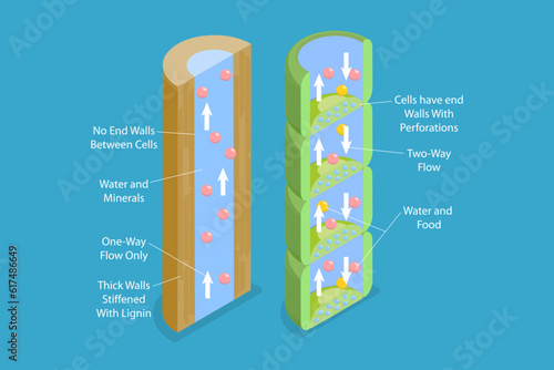 3D Isometric Flat Vector Conceptual Illustration of Xylem And Phloem Water, Labeled Biological Structure Scheme photo