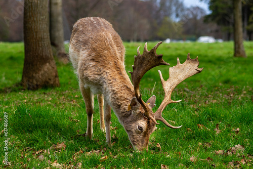 Deer in Phoenix Park