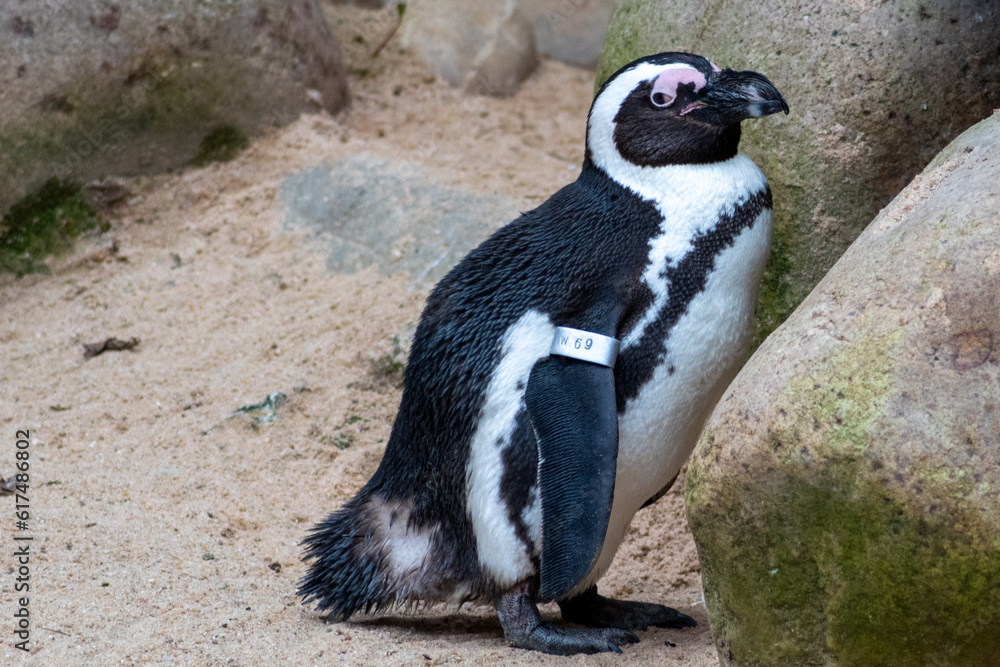 Obraz premium Pinguino