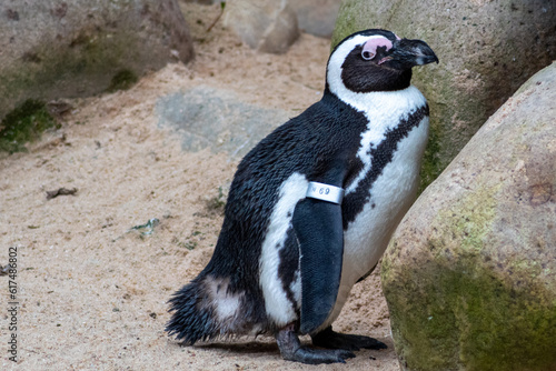 Fototapeta Naklejka Na Ścianę i Meble -  Pinguino