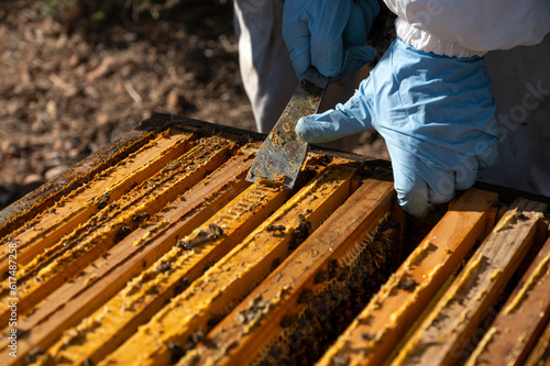 Close-up of a beekeeper's hands extracting propolis photo