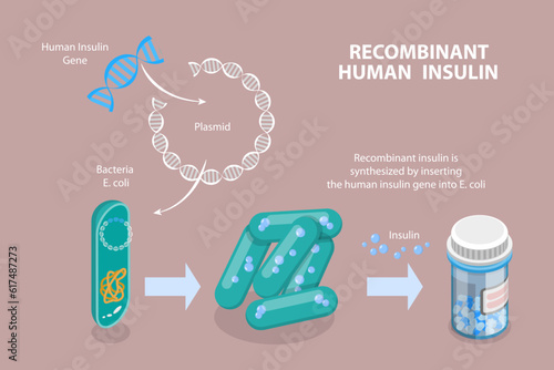 3D Isometric Flat Vector Conceptual Illustration of Recombinant Human Insulin , Science and Technology