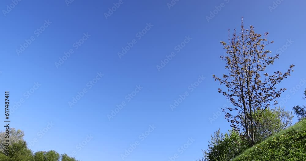 green young foliage of spring maples , maple trees during spring flowering and green foliage growth green young foliage of spring maples , maple trees during spring flowering and green foliage growth