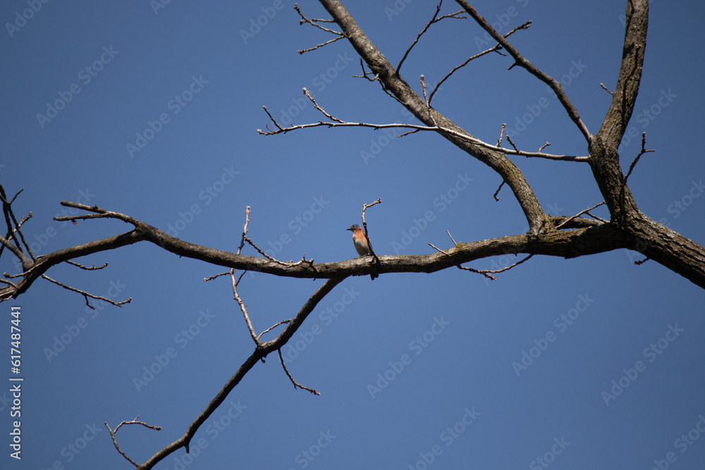 This cute little bluebird was sitting perched in the tree when I took the picture. The limb is without leaves showing the Fall season. This little bird looks pretty with his blue body and red chest. This cute little bluebird was sitting perched in the tree when I took the picture. The limb is without leaves showing the Fall season. This little bird looks pretty with his blue body and red chest.