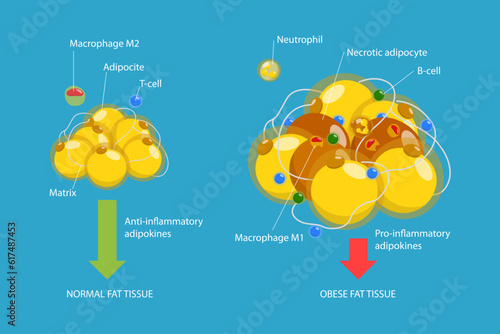 3D Isometric Flat Vector Conceptual Illustration of Adipoce Tissue, Pathology of Obesity