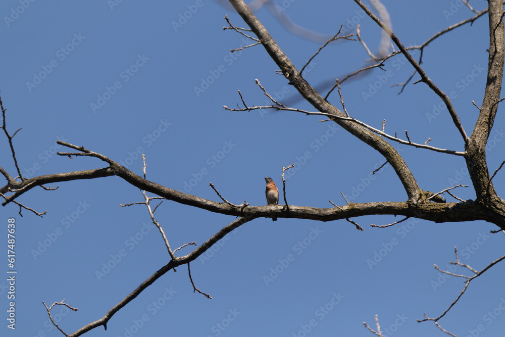 This cute little bluebird was sitting perched in the tree when I took the picture. The limb is without leaves showing the Fall season. This little bird looks pretty with his blue body and red chest. This cute little bluebird was sitting perched in the tree when I took the picture. The limb is without leaves showing the Fall season. This little bird looks pretty with his blue body and red chest.