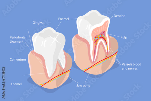 3D Isometric Flat Vector Conceptual Illustration of Dental Structure, Tooth Anatomy