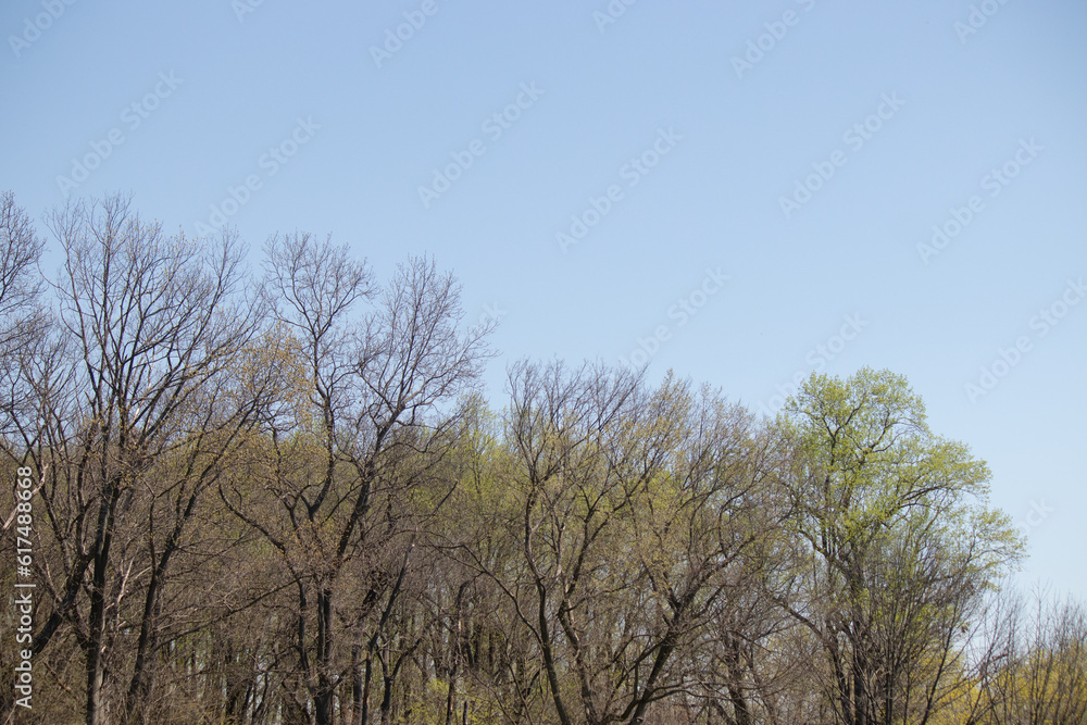 I love the look of these trees on the outside of the woods. The different shades of green really look pretty. The blue sky in the background does not have any clouds.