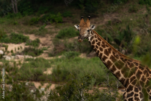 giraffe in the wild