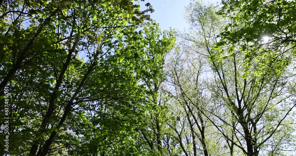 deciduous trees in the spring season in sunny weather, tall trees with green foliage in the spring season deciduous trees in the spring season in sunny weather, tall trees with green foliage in the spring season