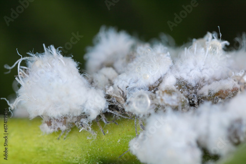 Prociphilus bumeliae. A colony of hairy, wax-covered aphid secretions on an ash tree. photo