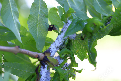 Prociphilus bumeliae. A colony of hairy, wax-covered aphid secretions on an ash tree. photo