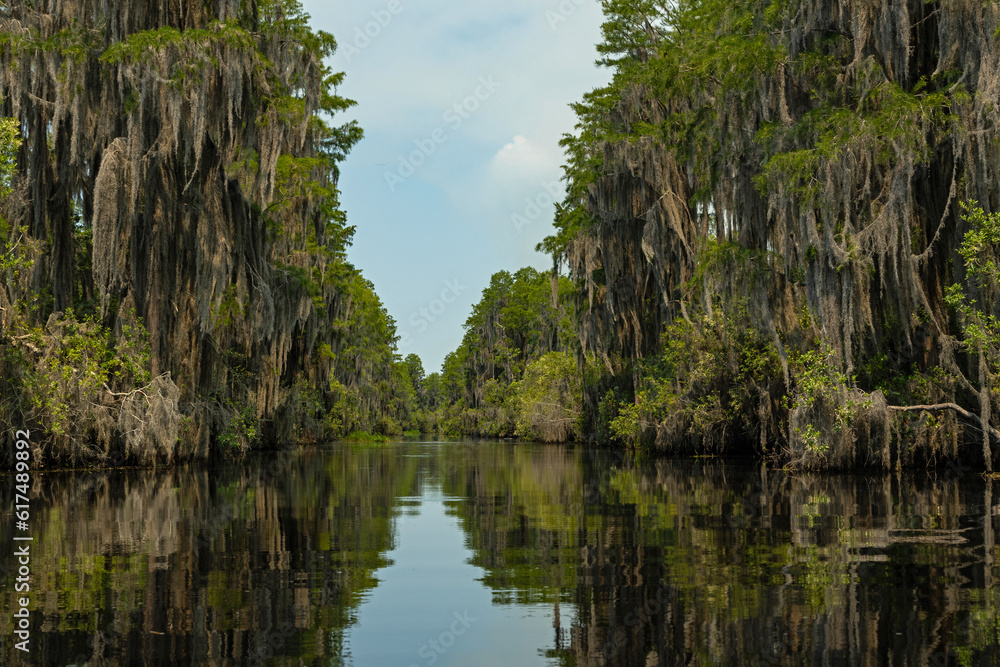Obraz premium swamp landscape in the Okefenokee National Wildlife Refuge in Georgia